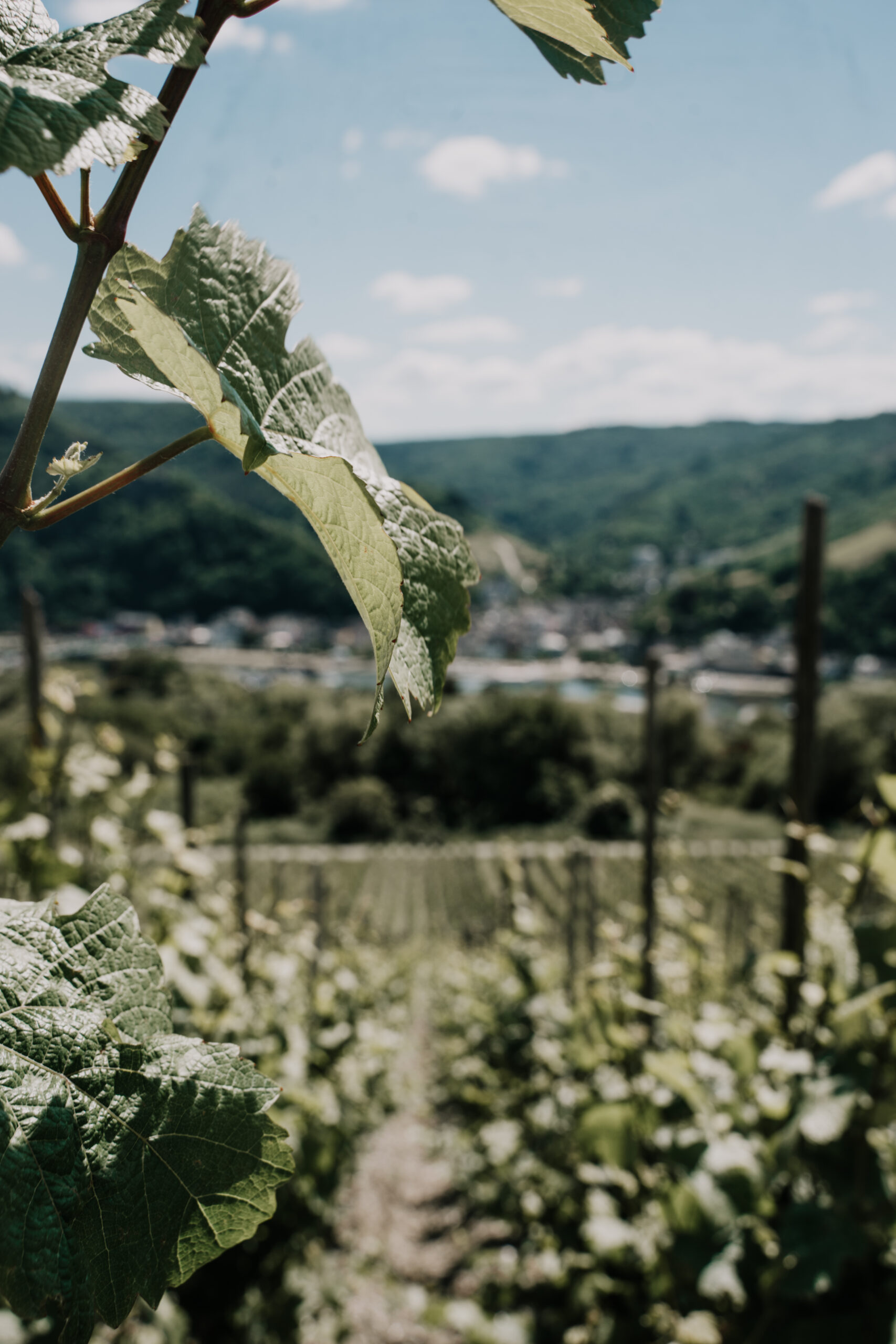 Mosel, Moselschleife, Landal GreenPark, Moselle, Deutschland,