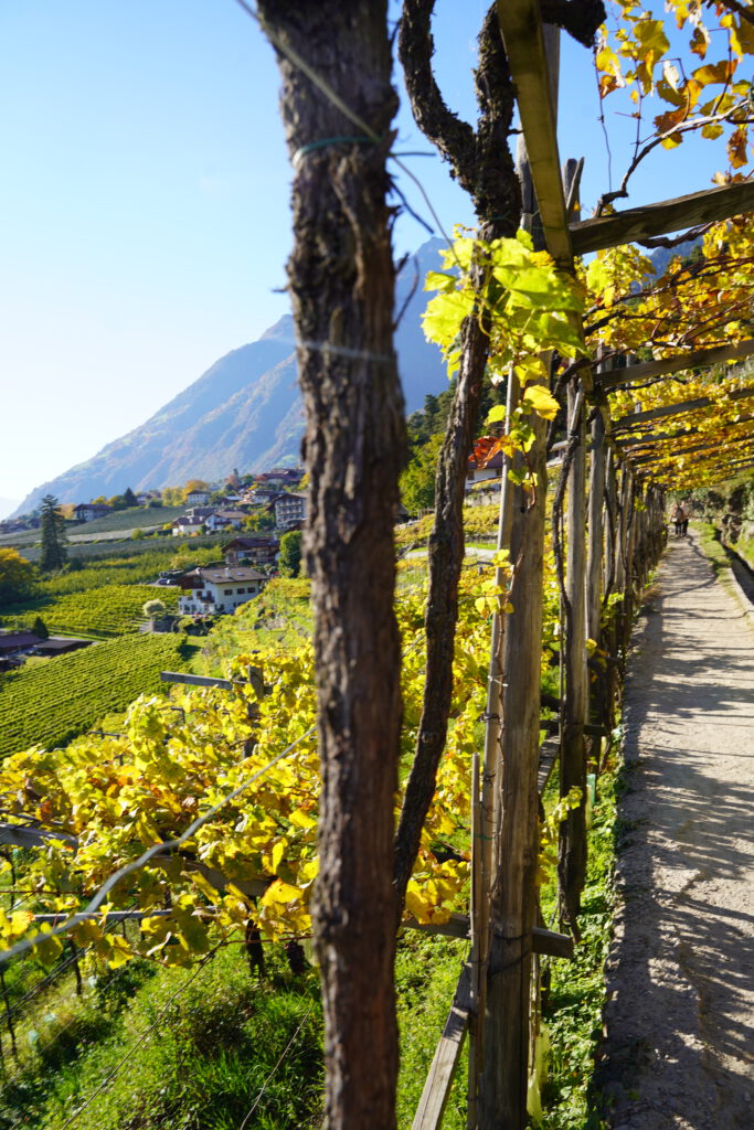 Hotel Avidea, South Tyrol, Algund, Merano